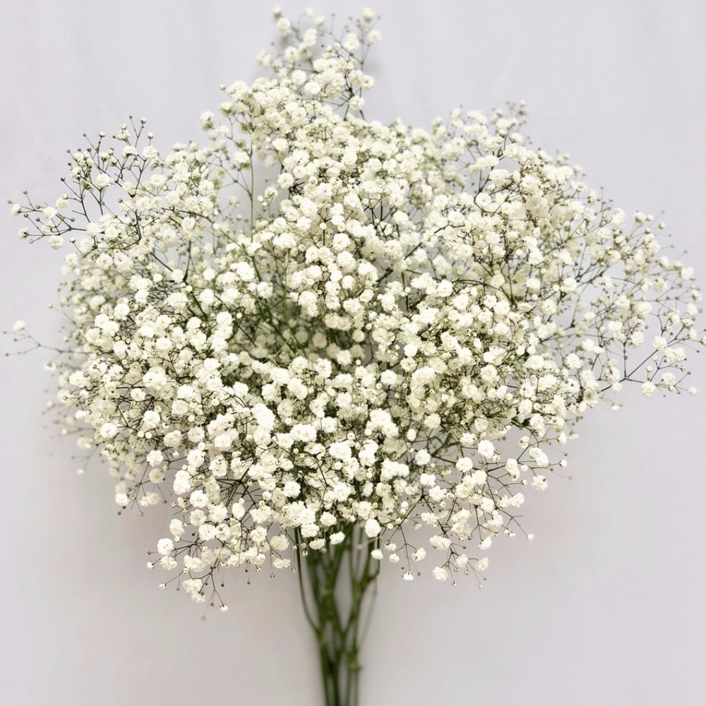 Meet your Posher, Marchela